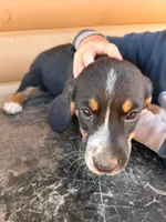 Mini Basset Male 3, a male Basset Hound and Miniature American Shepherd for sale in Kingman, AZ – 1 of 1