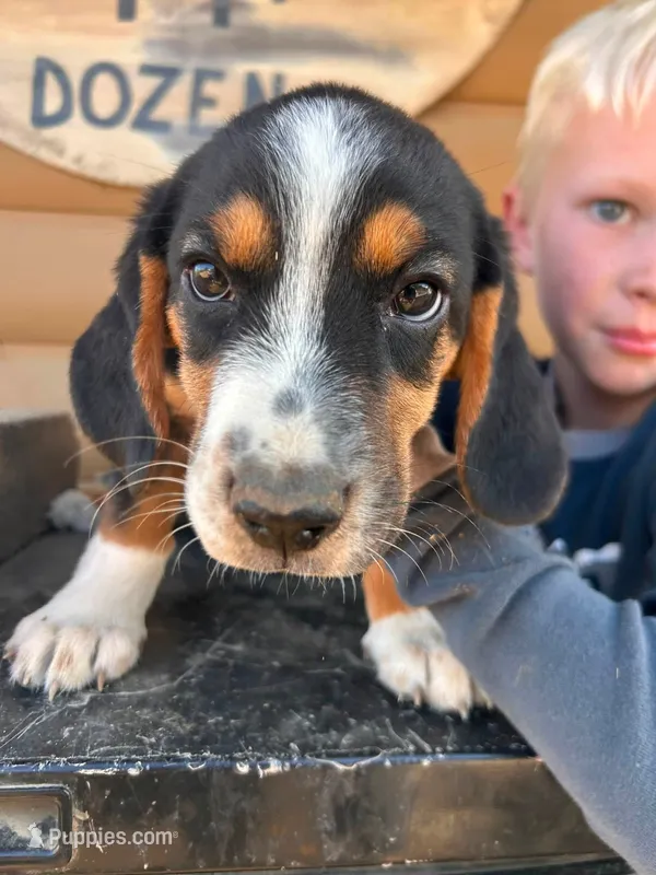 Mini Basset Male 1 – Basset Hound, Miniature American Shepherd puppy for sale in Kingman, AZ