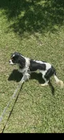 Ivan, a male Cavalier King Charles Spaniel for sale in Spring Hill, FL – 3 of 3