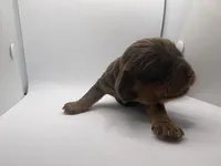 Chocolate male AKC, a male Cavalier King Charles Spaniel for sale in Spring Hill, FL – Photo 2 of 4