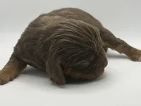 Chocolate male AKC, a male Cavalier King Charles Spaniel for sale in Spring Hill, FL – Photo 3 of 4