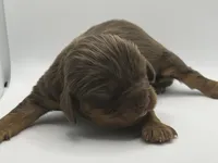 Chocolate male AKC, a male Cavalier King Charles Spaniel for sale in Spring Hill, FL – Photo 4 of 4