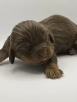 Chocolate male AKC, a male Cavalier King Charles Spaniel for sale in Spring Hill, FL – Photo 1 of 4