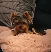 Emma, a female Yorkshire Terrier for sale in Spring Hill, FL – Photo 3 of 7