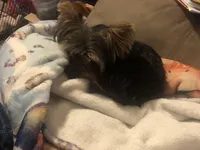 Emma, a female Yorkshire Terrier for sale in Spring Hill, FL – Photo 6 of 7