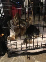 Emma, a female Yorkshire Terrier for sale in Spring Hill, FL – Photo 5 of 7