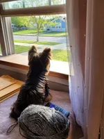 Emma, a female Yorkshire Terrier for sale in Spring Hill, FL – Photo 4 of 7