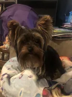 Emma, a female Yorkshire Terrier for sale in Spring Hill, FL – Photo 1 of 7
