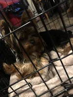 Emma, a female Yorkshire Terrier for sale in Spring Hill, FL – Photo 7 of 7