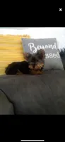 Trinket, a female Yorkshire Terrier for sale in Spring Hill, FL – Photo 4 of 4