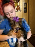 Trinket, a female Yorkshire Terrier for sale in Spring Hill, FL – Photo 1 of 4