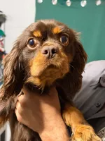 Crush, a male Cavalier King Charles Spaniel for sale in Spring Hill, FL – 1 of 4