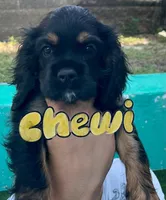 Cockalier, a female Cocker Spaniel and Cavalier King Charles Spaniel for sale in Spring Hill, FL – Photo 7 of 7