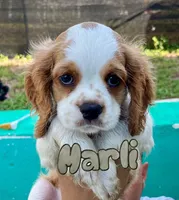 Cockalier, a female Cocker Spaniel and Cavalier King Charles Spaniel for sale in Spring Hill, FL – Photo 5 of 7