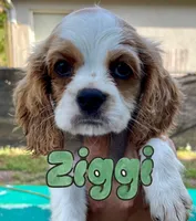 Cockalier, a female Cocker Spaniel and Cavalier King Charles Spaniel for sale in Spring Hill, FL – Photo 4 of 7