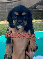 Cockalier, a female Cocker Spaniel and Cavalier King Charles Spaniel for sale in Spring Hill, FL – Photo 3 of 7