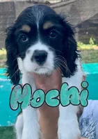 Cockalier, a female Cocker Spaniel and Cavalier King Charles Spaniel for sale in Spring Hill, FL – Photo 2 of 7