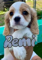 Cockalier, a female Cocker Spaniel and Cavalier King Charles Spaniel for sale in Spring Hill, FL – Photo 1 of 7