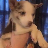 Queen Lucy , a female Pomeranian and Pomsky for sale in Spring Hill, FL – Photo 1 of 2