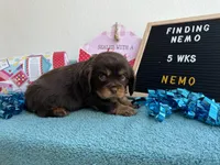 Nemo CHOCOLATE AKC, a male Cavalier King Charles Spaniel for sale in Spring Hill, FL – Photo 2 of 8