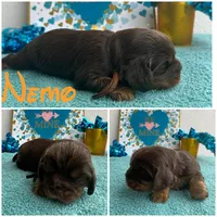 Nemo CHOCOLATE AKC, a male Cavalier King Charles Spaniel for sale in Spring Hill, FL – Photo 6 of 8