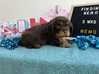 Nemo CHOCOLATE AKC, a male Cavalier King Charles Spaniel for sale in Spring Hill, FL – Photo 4 of 8