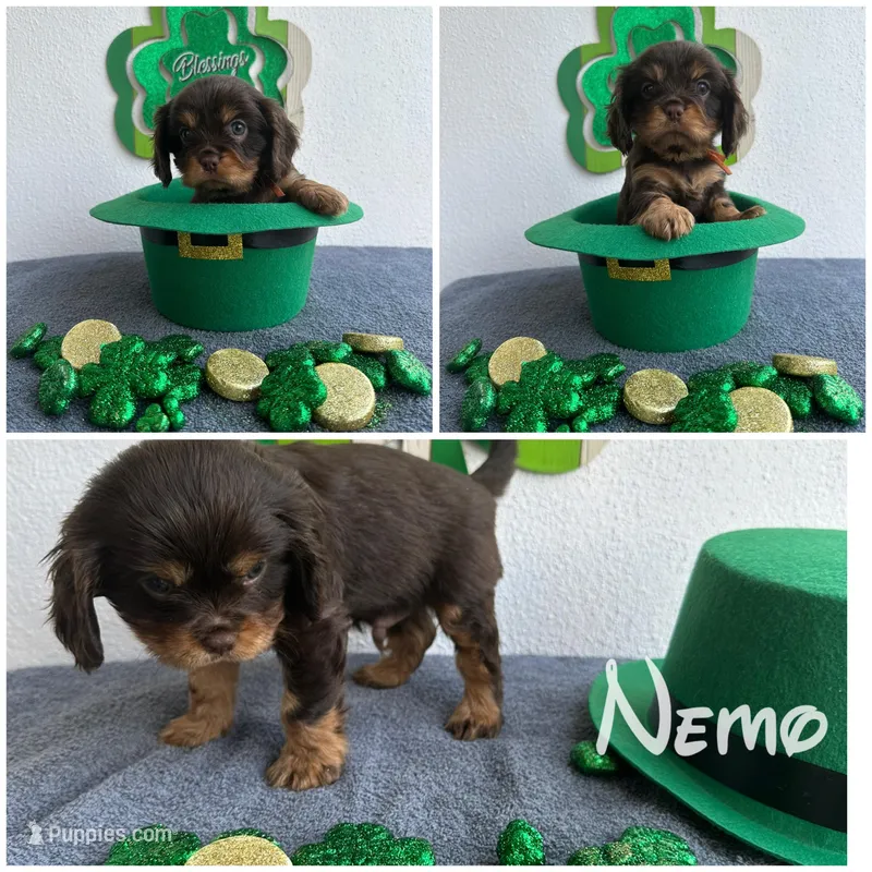 Nemo CHOCOLATE AKC