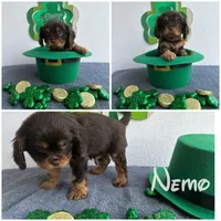 Nemo CHOCOLATE AKC, a male Cavalier King Charles Spaniel for sale in Spring Hill, FL – Photo 1 of 8