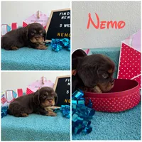 Nemo CHOCOLATE AKC, a male Cavalier King Charles Spaniel for sale in Spring Hill, FL – Photo 3 of 8