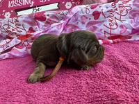 Nemo CHOCOLATE AKC, a male Cavalier King Charles Spaniel for sale in Spring Hill, FL – Photo 7 of 8