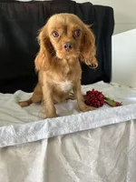 Rudy, a male Cavalier King Charles Spaniel for sale in Spring Hill, FL – 3 of 3