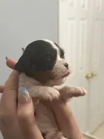 Russell, a male Cavalier King Charles Spaniel for sale in Spring Hill, FL – Photo 1 of 6