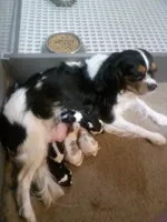 Russell, a male Cavalier King Charles Spaniel for sale in Spring Hill, FL – Photo 5 of 6