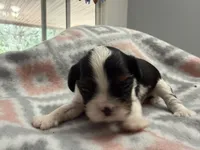 Russell, a male Cavalier King Charles Spaniel for sale in Spring Hill, FL – Photo 3 of 6