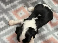 Russell, a male Cavalier King Charles Spaniel for sale in Spring Hill, FL – Photo 2 of 6