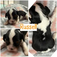 Russell, a male Cavalier King Charles Spaniel for sale in Spring Hill, FL – Photo 4 of 6