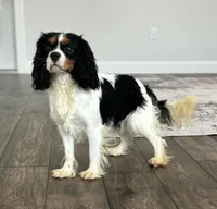Russell, a male Cavalier King Charles Spaniel for sale in Spring Hill, FL – Photo 6 of 6