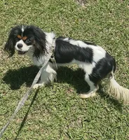 Ivan, a male Cavalier King Charles Spaniel for sale in Spring Hill, FL – 2 of 3