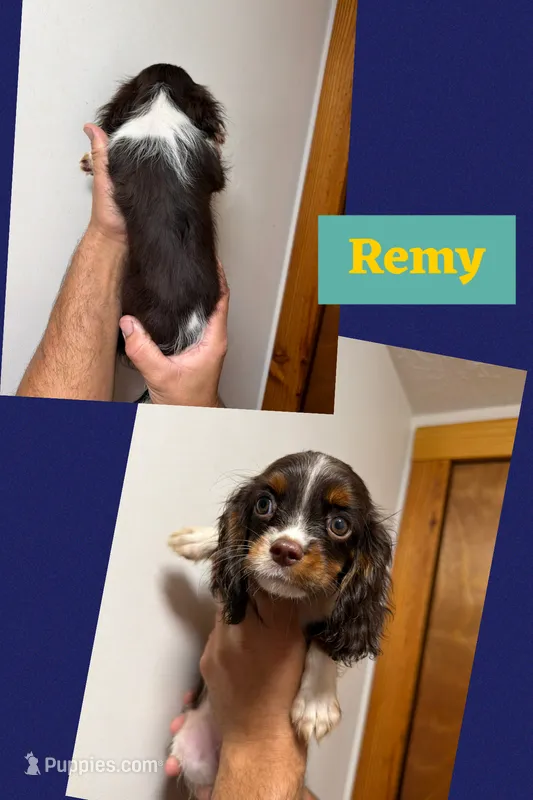 Remy – Cavalier King Charles Spaniel puppy for sale in Spring Hill, FL
