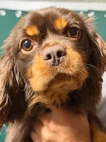 Crush, a male Cavalier King Charles Spaniel for sale in Spring Hill, FL – 3 of 4