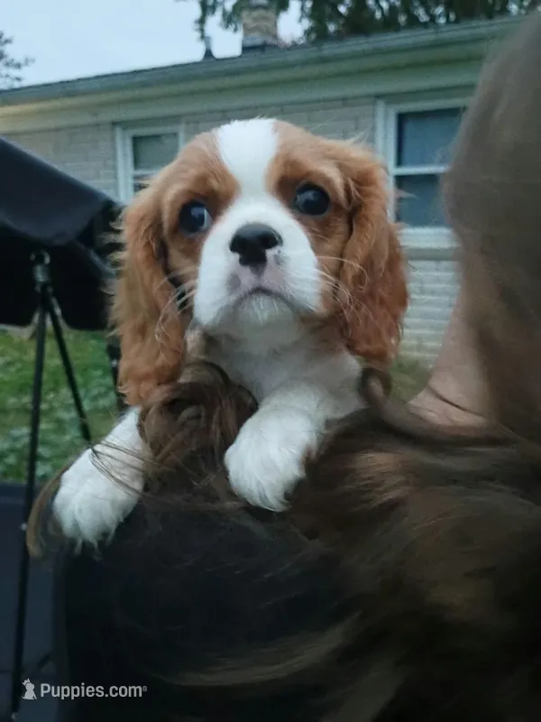 Lasagna  – Cavalier King Charles Spaniel puppy for sale in Spring Hill, FL