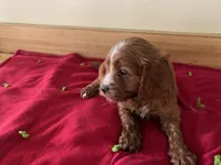 Ruby, a female Cavapoo and Poodle - Toy  for sale in Spring Hill, FL – Photo 1 of 4