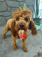 Ruby, a female Cavapoo and Poodle - Toy  for sale in Spring Hill, FL – Photo 4 of 4