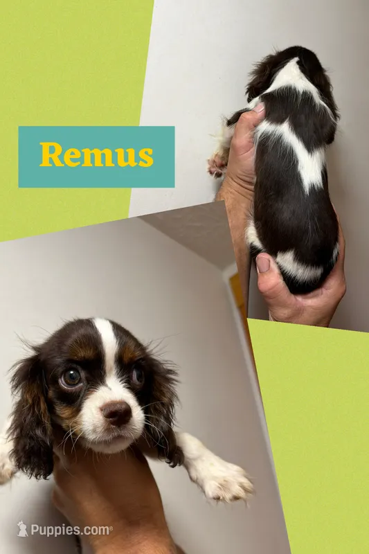 Remus – Cavalier King Charles Spaniel puppy for sale in Spring Hill, FL