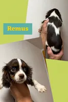Remus, a male Cavalier King Charles Spaniel for sale in Spring Hill, FL – 1 of 3