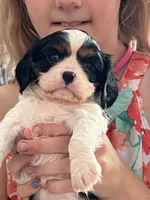 Tiger Lilly, a female Cavalier King Charles Spaniel for sale in Spring Hill, FL – Photo 1 of 9