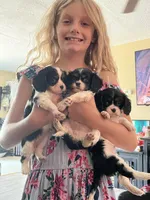 Tiger Lilly, a female Cavalier King Charles Spaniel for sale in Spring Hill, FL – Photo 2 of 9