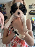 Tiger Lilly, a female Cavalier King Charles Spaniel for sale in Spring Hill, FL – Photo 5 of 9