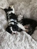 Tiger Lilly, a female Cavalier King Charles Spaniel for sale in Spring Hill, FL – Photo 6 of 9