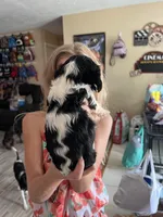 Tiger Lilly, a female Cavalier King Charles Spaniel for sale in Spring Hill, FL – Photo 8 of 9